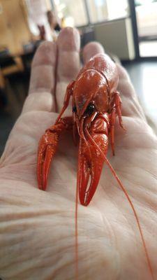 A thing of beauty, the humble crawfish.