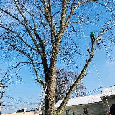 Tree removal.