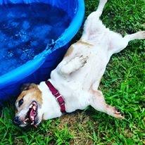 Zoey waiting for a belly rub by the pool