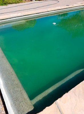 Pool stains and algae after 3 weeks.