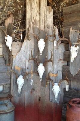 Skull mounts