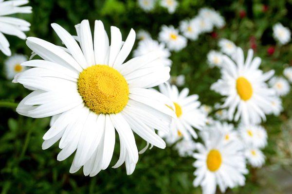 Daisies.