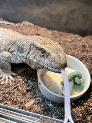 Savannah Monitor