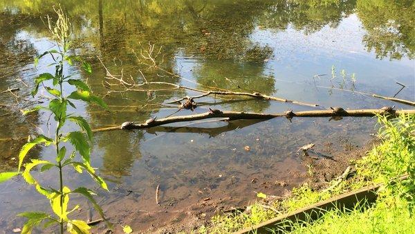 Tanning turtles