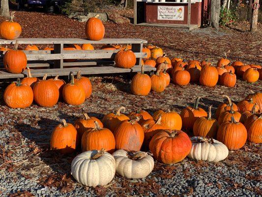 Pumpkins!