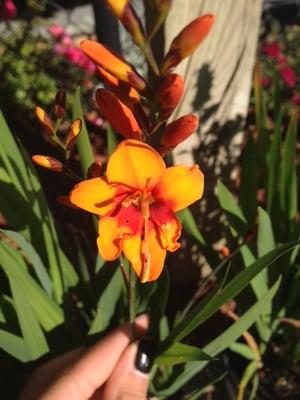 Crocosmia Bright Eyes