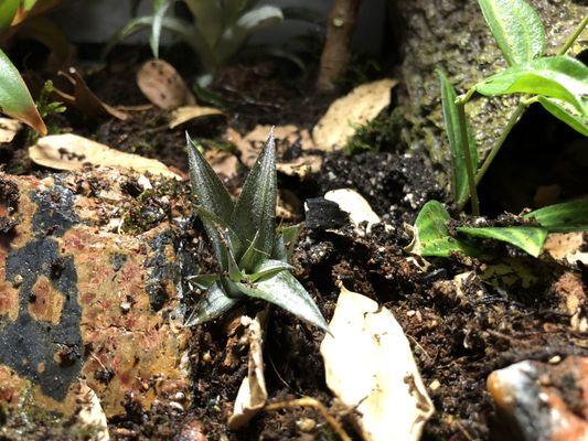 Baby pineapple plant