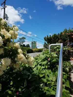 Entrance to Shade Mountain in all its summer glory.