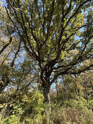 McDowell Grove Forest Preserve