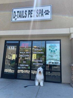 Koda the old English Sheepdog