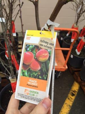 You can buy fruit trees