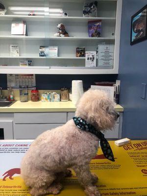 Old doggie check ups (in the exam room)