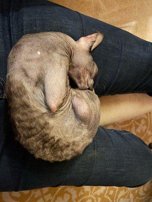 Pics of our Cornish Rex kitty relaxing in Karen (our sitters) lap