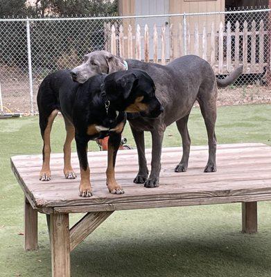 Remi and a buddy at Tale of the Dog