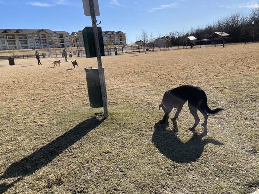 Wood Family Dog Park