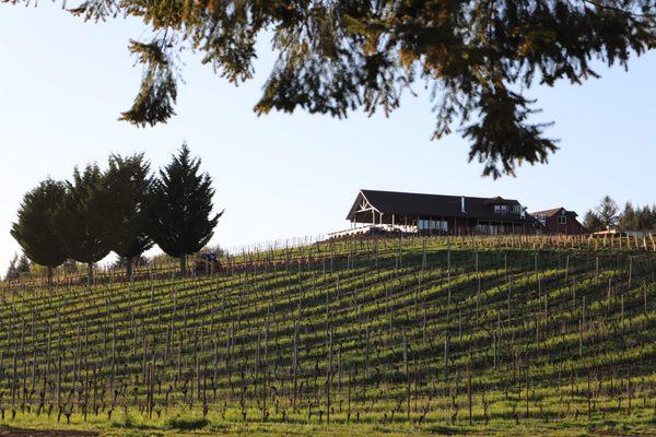 Early spring in the vineyards with the Tasting Room.