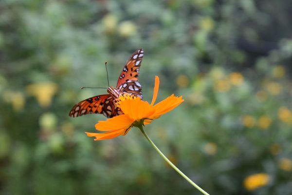 Butterfly Garden