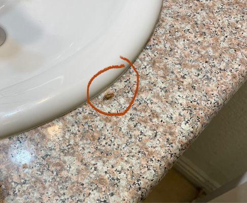 Roach in the bathroom