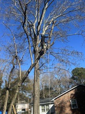 Climbing trees