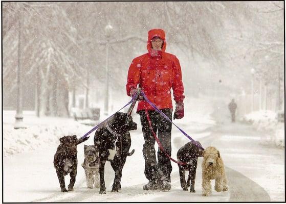 Snow dogs on the Common [December 2008]