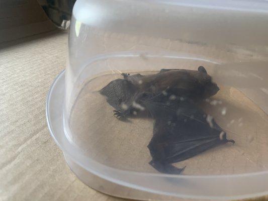 Bat that was trapped by neighbor