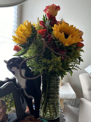 Fall flowers from Melanie's, and a cat!