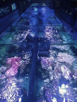 Our frag tanks can hold 3,600+ pieces of corals, sharks, and stingrays!