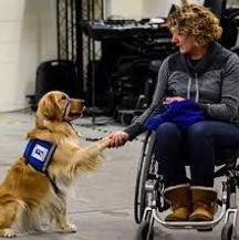 Therapy Dog training