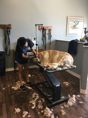 It's so relaxing here that Samson fell asleep on the table .... AGAIN!