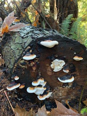 A fungi decorated log.