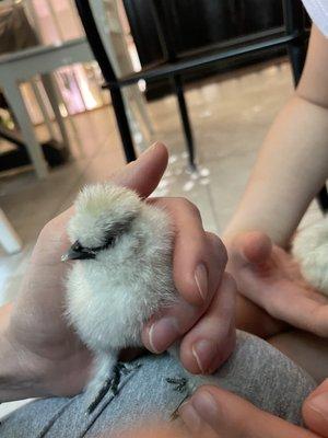 Silkie chick