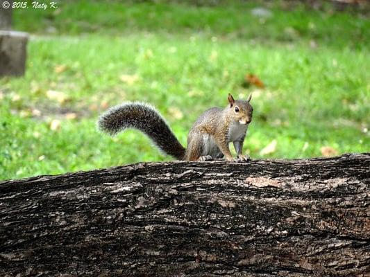 As is common in any place in Florida that has trees, squirrels make a frequent appearance even in the cemetery.