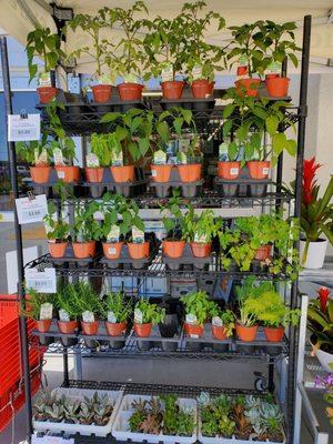 plants for sale