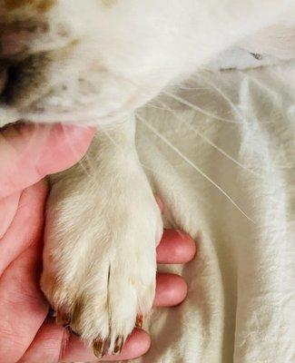 Paws  are perfect!