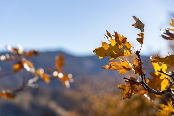 Kings Canyon National Park