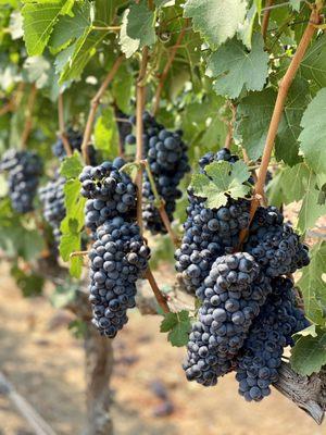 08.22.21 Cabernet Sauvignon is one of the most famous black grape varieties in the world