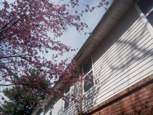 Absolutely no preventive maintenance (keeping gutters clean twice a year) to prevent fascia and soffit repair.