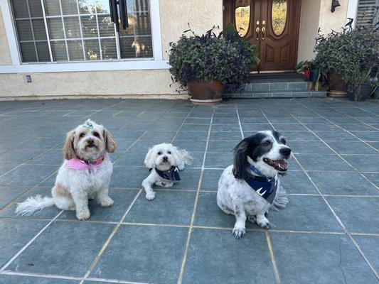 My cutie pies after their grooming appointment!