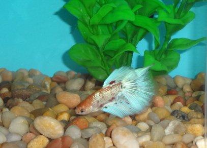 Double-tail Betta, from Emmon's  Tropical Fish in Simsbury, CT.