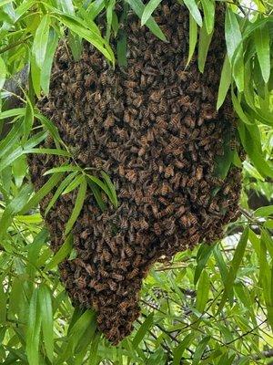 Swarm of honeybees on a tree in Columbia