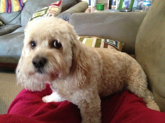 Cockapoo after grooming - asked for very short, almost shaved.