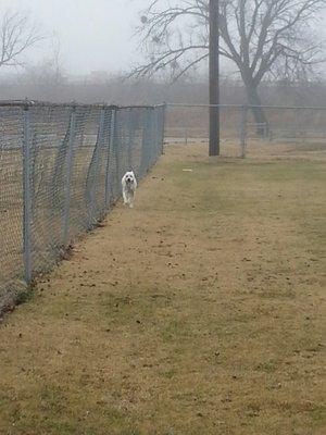 Pharroh enjoying the park!