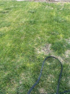 What my lawn used to look like before TruGreen.