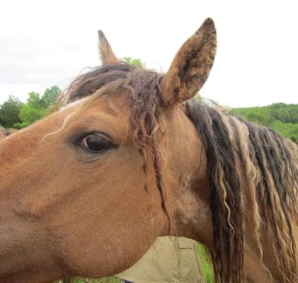 Curley Horses Anyone?