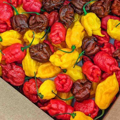 various fresh superhot chili peppers at Farmers Chile Market in Albuquerque