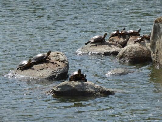 Turtles sunning on the rocks in the lake