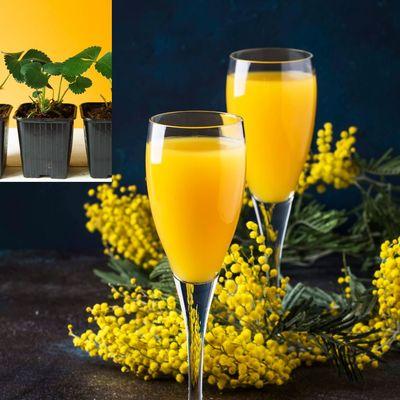 Mother's Day Mimosas