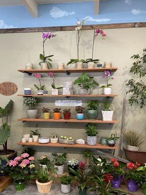 Plant & Garden Orchid Container Shelf