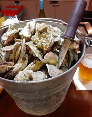 Full bucket of lightly steamed oysters awaiting our appointment to meet.