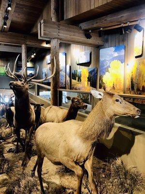 Elk exhibits